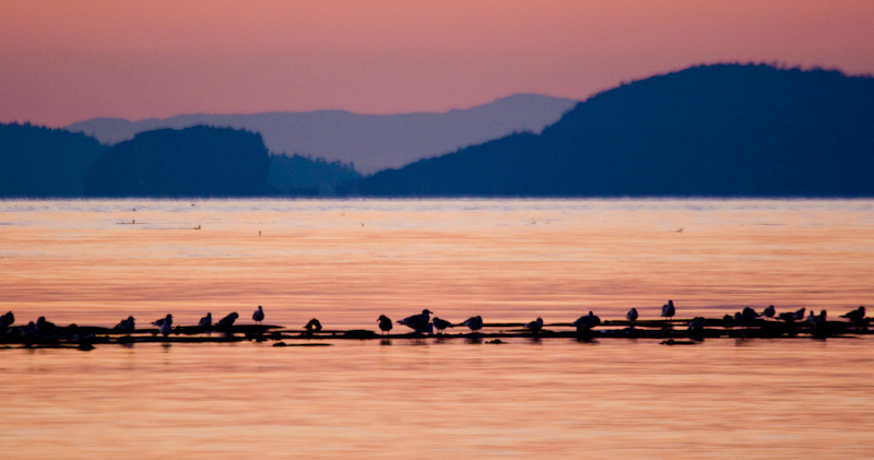 Gull Silhouettes On Kelp At Sunset